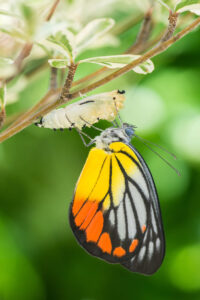 Cultural Creatives: The Awakening of Humanity